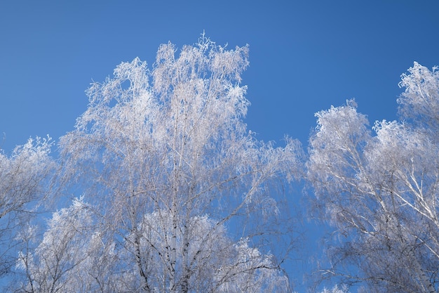 Un albero con la brina bianca su di esso contro un cielo blu