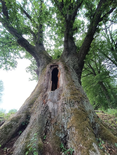 Un albero con la parola " scolpito in esso