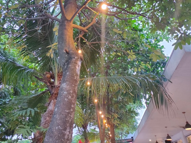 Un albero con le luci che pendono da esso