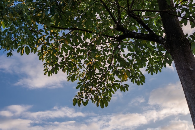 un albero con lo sfondo del cielo blu