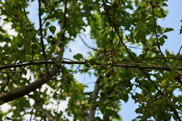 Un albero con mele verdi Mele verdi mature su un albero