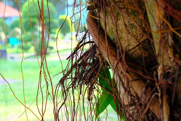 Un albero con molte viti e foglie su di esso