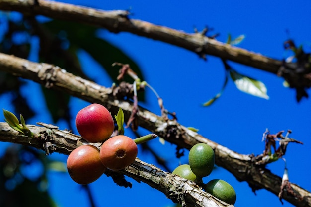 un albero con molti frutti di diversi colori