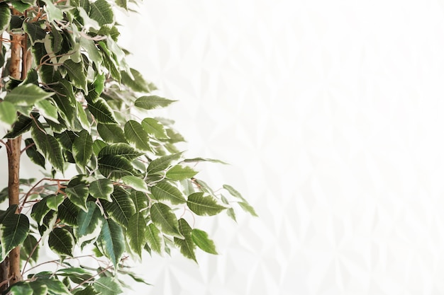 Un albero con piccole foglie verdi contro un muro bianco.