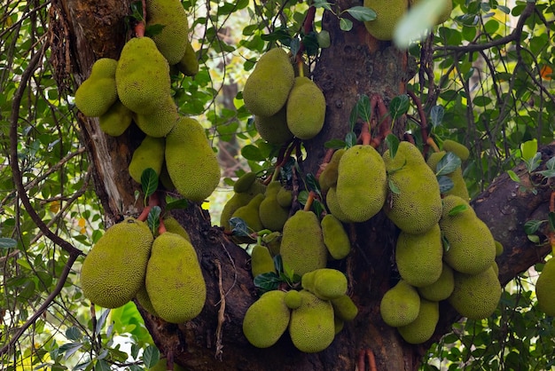 Un albero con sopra un mazzo di jackfruit