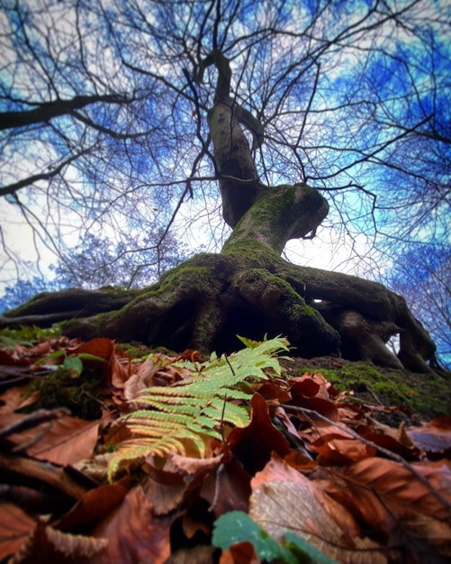 Un albero con sopra una felce