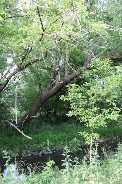 Un albero con un albero caduto