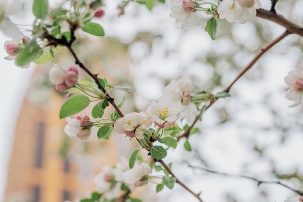 un albero con un bouquet di fiori che dice primavera