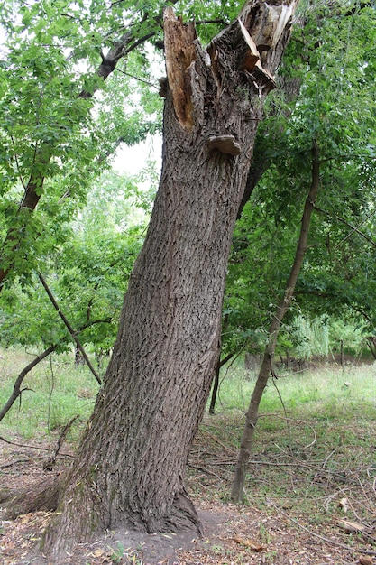 Un albero con un buco dentro