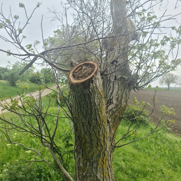 Un albero con un buco su cui c'è scritto "alveare".