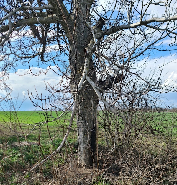 Un albero con un cielo blu e un albero senza foglie