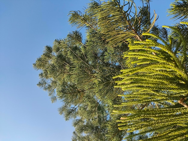 Un albero con un cielo blu sullo sfondo