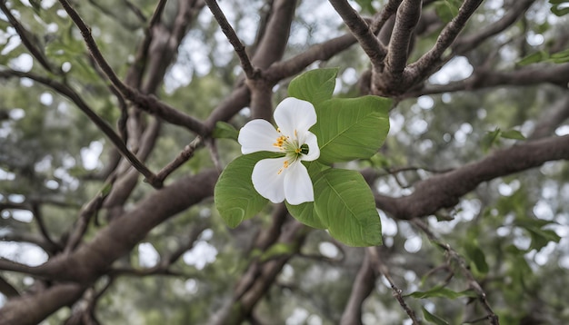 un albero con un fiore bianco che ha il numero 3 su di esso