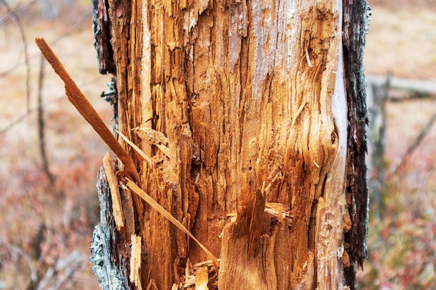 Un albero con un grosso buco