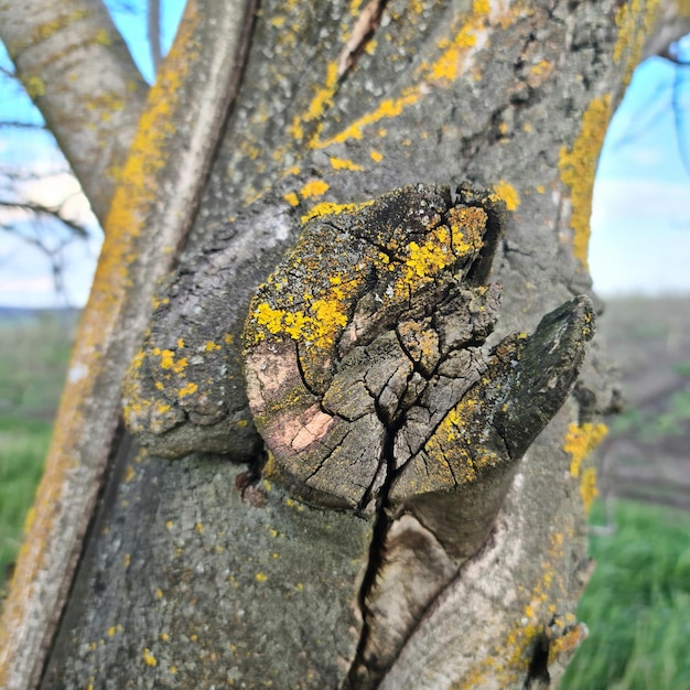 Un albero con un nodo che ha un serpente sopra