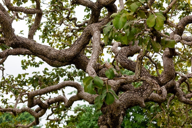 Un albero con un ramo e foglie attorcigliati