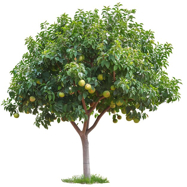 un albero con un sacco di arance su di esso