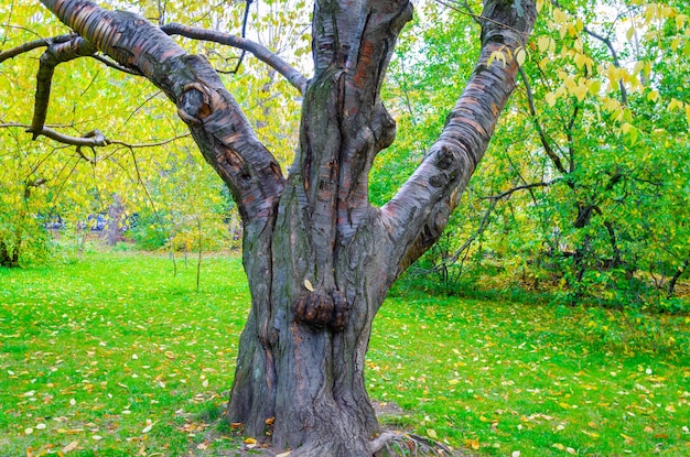 Un albero con una faccia sopra e il tronco ha un grosso tronco.