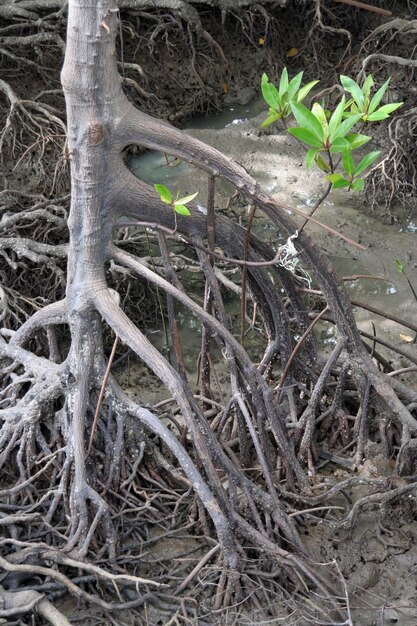 Un albero con una foglia verde cresce sul bordo dell'acqua.