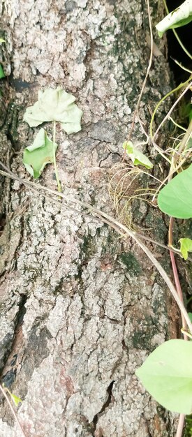 un albero con una foglia verde su di esso e un piccolo albero sullo sfondo