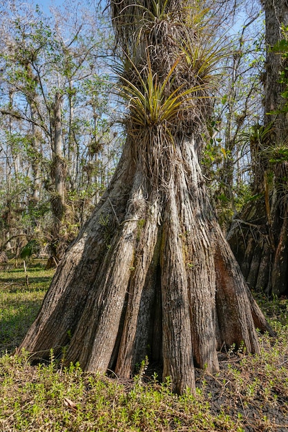 Un albero con una pianta che cresce su di esso