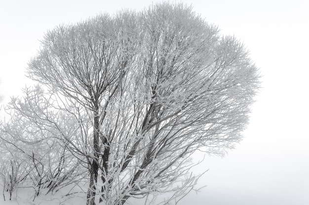 Un albero coperto di neve con sopra la scritta "gelo".