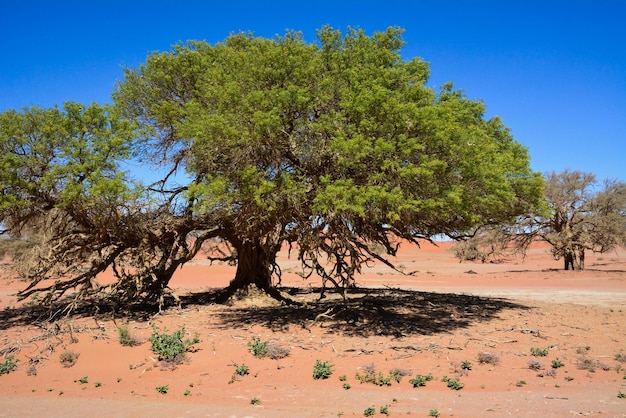 Un albero dalla chioma allargata sulla sabbia di una piccola oasi nel deserto