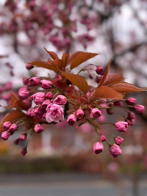 Un albero davanti a casa mia ha dei fiori rosa sopra.