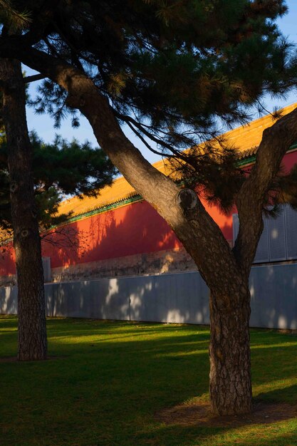 Un albero davanti a un muro con un edificio sullo sfondo