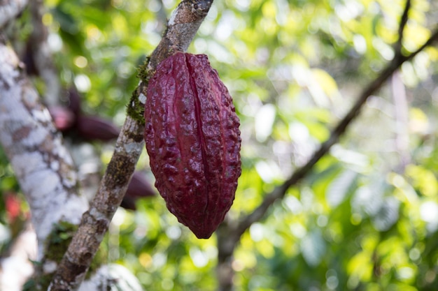 Un albero del cacao con baccelli di cacao alla piantagione di cacao.