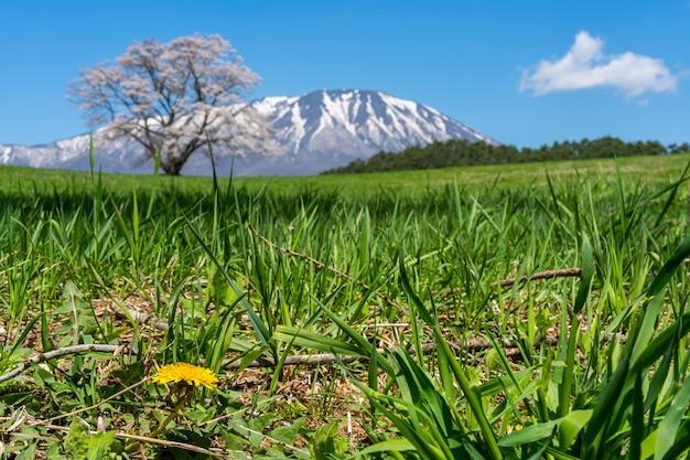 Un albero di ciliegio sulla prateria verde. Montagna innevata sullo sfondo nel cielo blu.