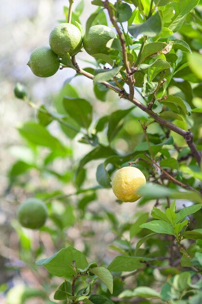 Un albero di limoni con foglie verdi e alcuni limoni verdi sopra.