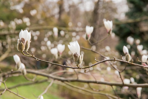 Un albero di magnolia in fiore con la parola magnolia sul ramo.