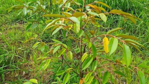 Un albero durian con foglie verdi e gialle