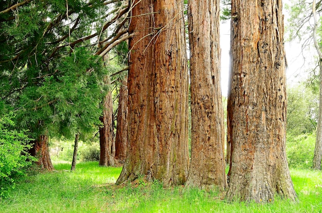 Un albero è una pianta con un fusto legnoso che si dirama ad una certa altezza dal suolo