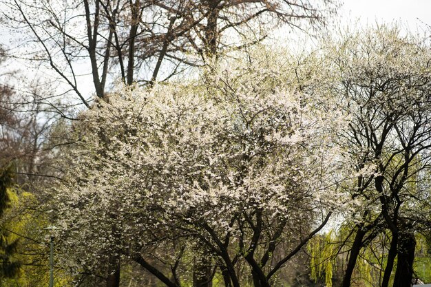 Un albero in fiore con fiori bianchi in primo piano