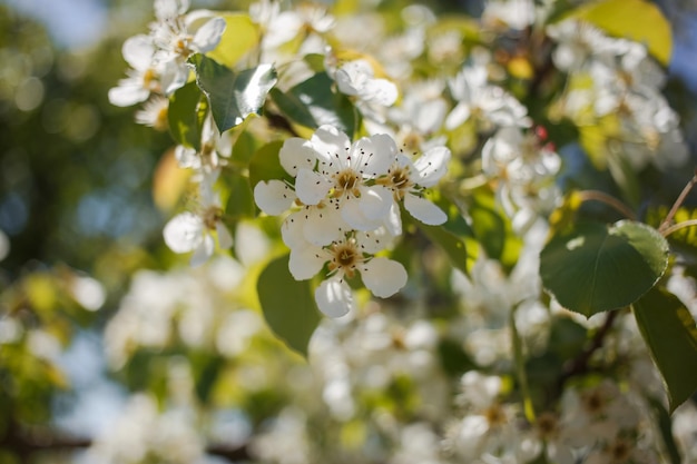 Un albero in fiore nel giardino