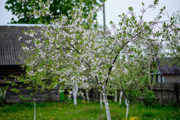 Un albero in fiore sullo sfondo di vecchie case di legno