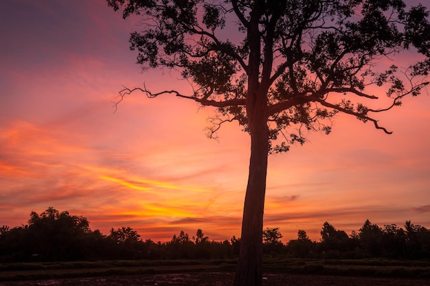 Un albero in un campo con un tramonto sullo sfondo