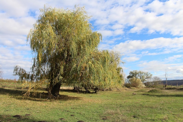 Un albero in un campo