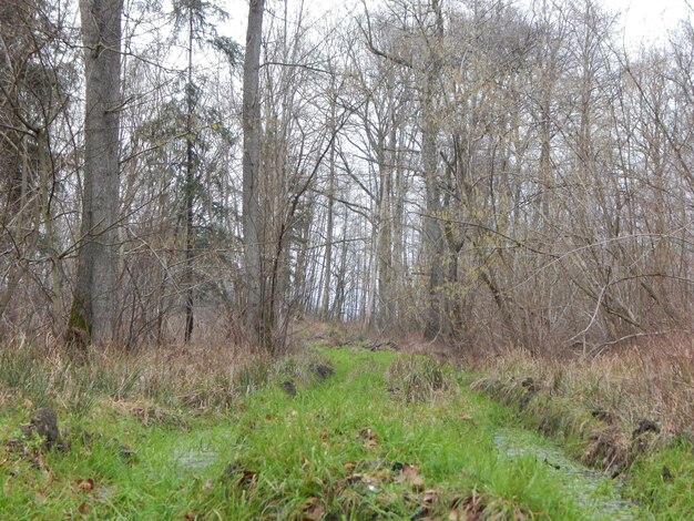 Un albero nel bosco con sopra la parola cervo