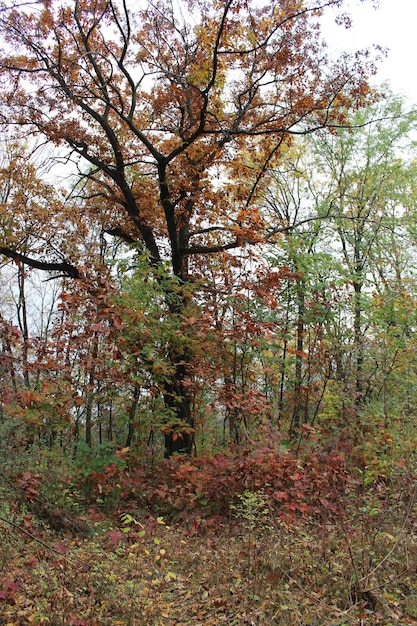 Un albero nel bosco