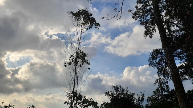 Un albero nel cielo