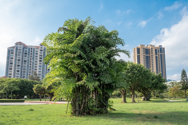 Un albero nel parco sotto il cielo azzurro ha una grande corona