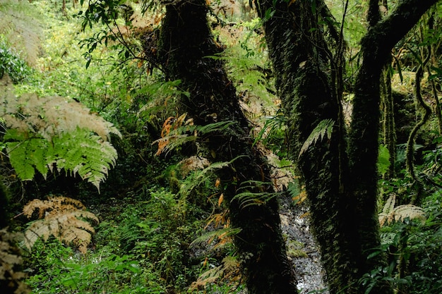 Un albero nella foresta con muschio su di esso