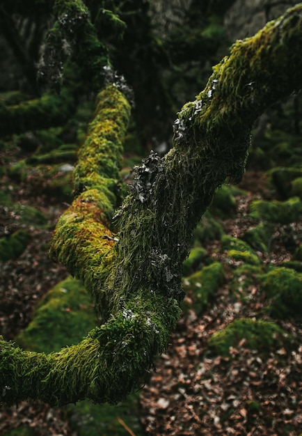 Un albero nella foresta con muschio su di esso