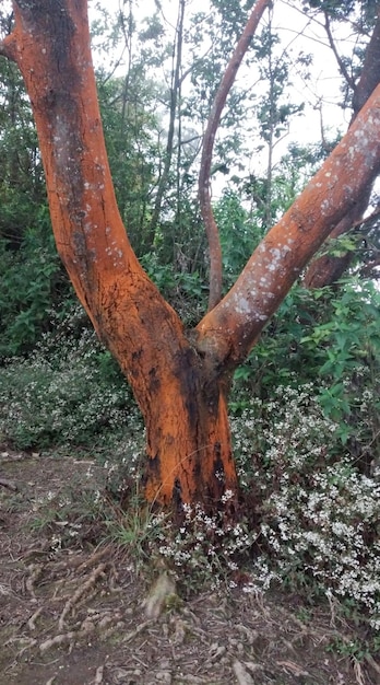 Un albero nella foresta pluviale dell'isola dello Sri Lanka