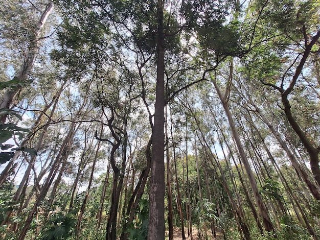 un albero nella foresta