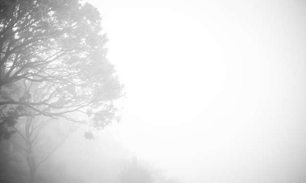 Un albero nella nebbia