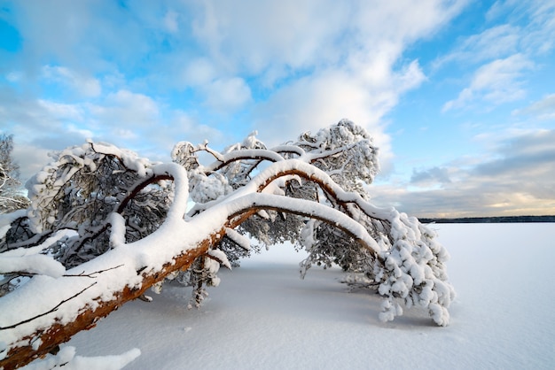 Un albero nella neve si trova sulla riva di un lago ghiacciato.